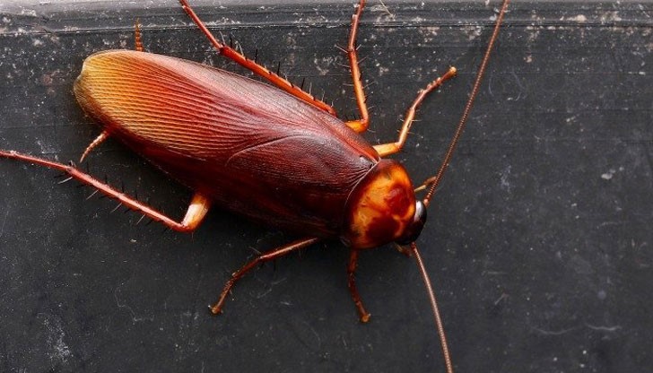 То се получава от специален вид хлебарка - единствената, която ражда живи малки