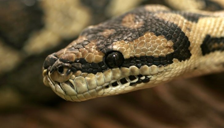 23-годишният младеж, назован като Сандеп е бил ухапан, докато събирал дърва в гората 23-годишният младеж, назован като Сандеп е бил ухапан, докато събирал дърва в гората