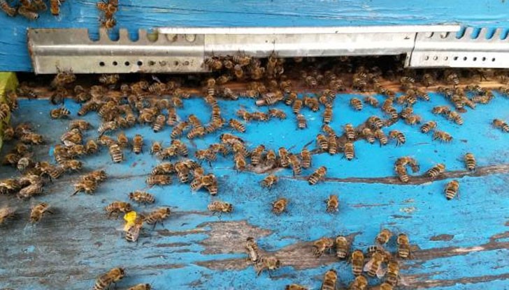 Частни съдебни изпълнители и данъчни продават на публични търгове животни, достатъчни за цял зоопарк Частни съдебни изпълнители и данъчни продават на публични търгове животни, достатъчни за цял зоопарк