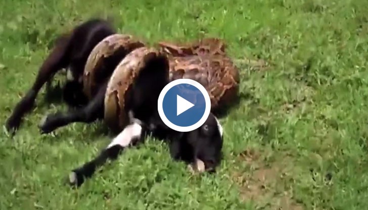 Животното дълго време се бори да се освободи