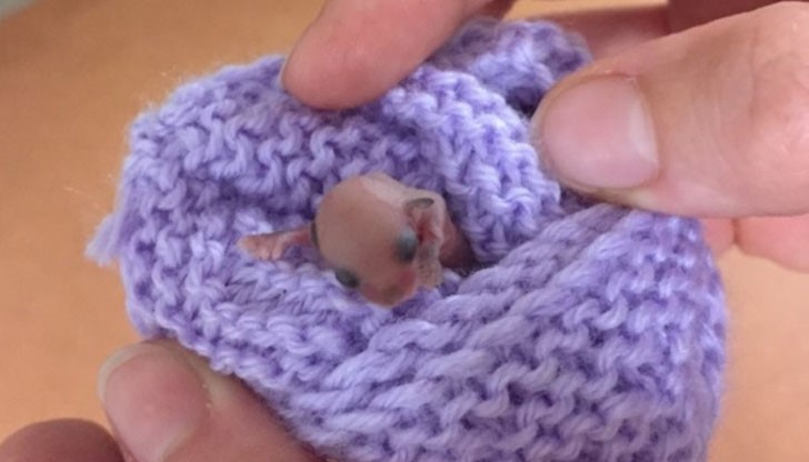 Животинката е била изпусната от майка си и е приета в болницата за диви животни към  „Australia Zoo”