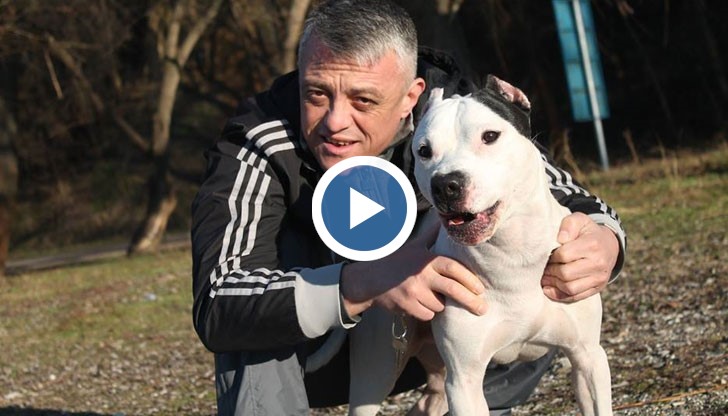 Миланов е ударен от мъж, който преди това е нападнал кучето му с пръчка