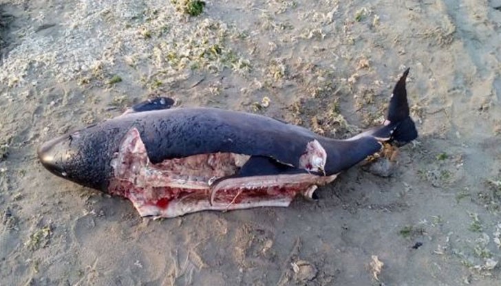 Може да са били болни или да са попаднали в подводни течения! Може да са били болни или да са попаднали в подводни течения!