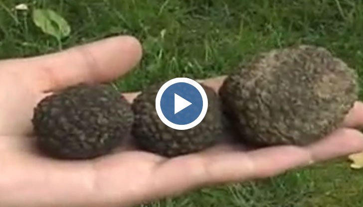 Събирачи на трюфели масово разкопават горите в цялата страна и унищожават находищата на ценната гъба