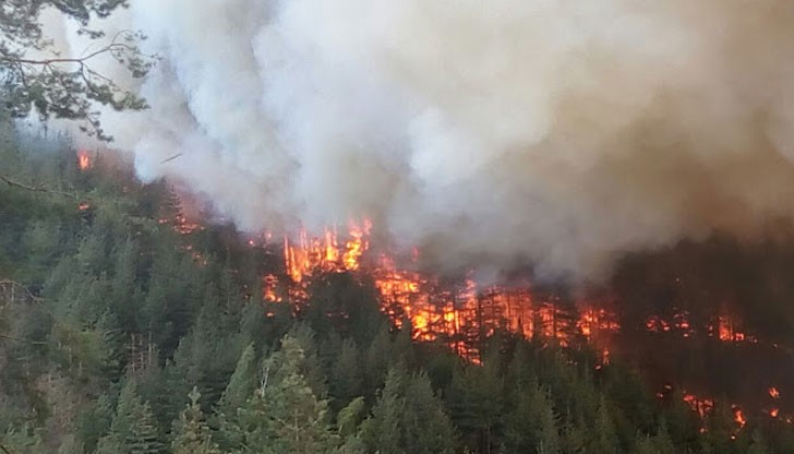 Изгорели са около 1 800 декара борова гора