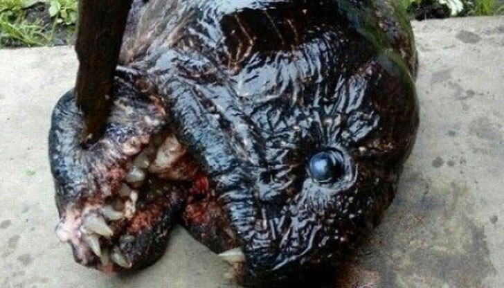 Един наистина страховит улов!