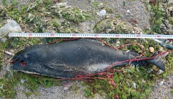 От "Да запазим Корал" и "Зелени Балкани" настояват институциите да се справят с причините на проблема От "Да запазим Корал" и "Зелени Балкани" настояват институциите да се справят с причините на проблема