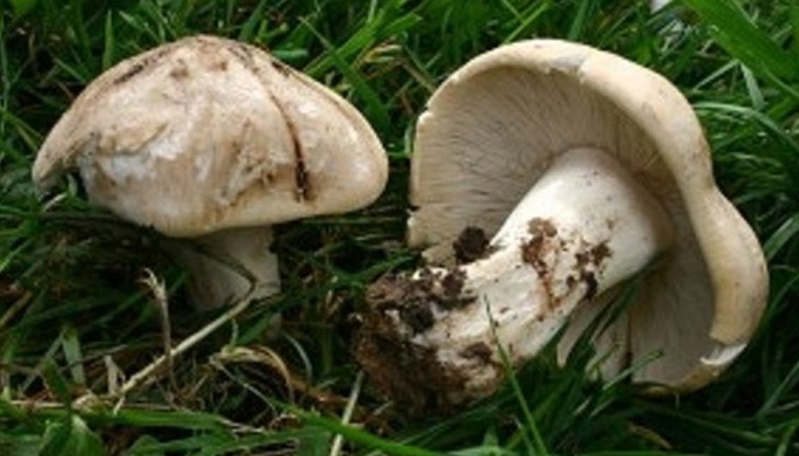 Заради два килограма манатарки мъжът бе осъден на 6 месеца пробация.