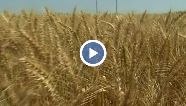 По първоначални данни добивите са средно по 546 килограма от декар, като най-добра реколта имат в Сливо поле