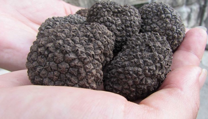 Само в Русенско има между 300 и 350 ловци на трюфели, а в цяла България те са над 10 000 души