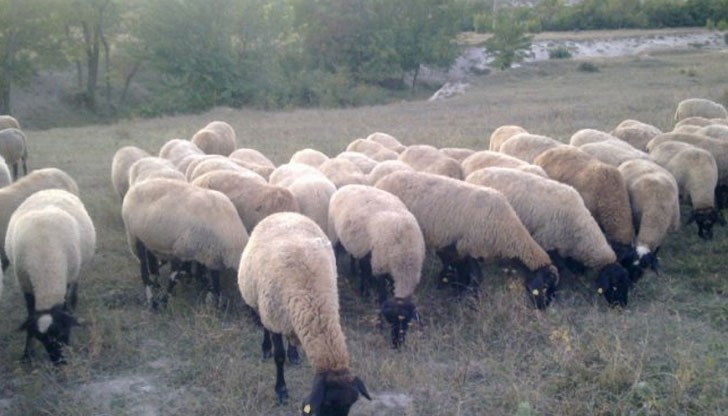 Периодично чобанинът свивал по една, две овце и ги продавал за стотачка на приятели