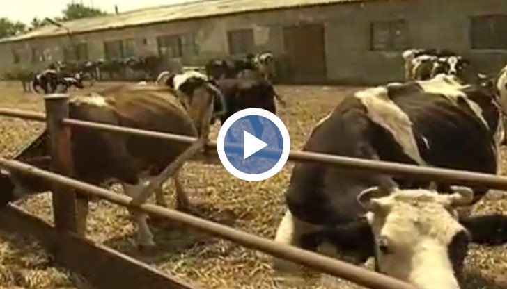 В Две Могили се отглеждат 600 крави, а това води до между съседски войни в града