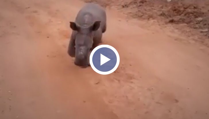 Любимото занимание на бебето носорог е да тича наоколо и да играе с най-добрите си приятели