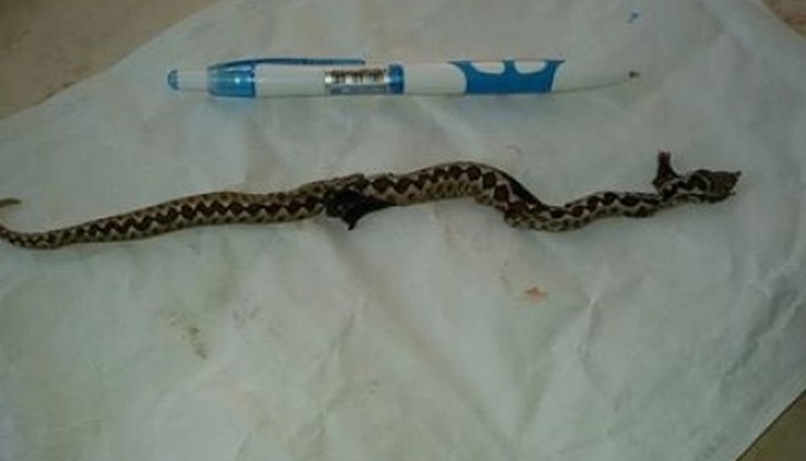Пепелянката е една от опасните европейски змии, заради дългите си зъби и силната отрова