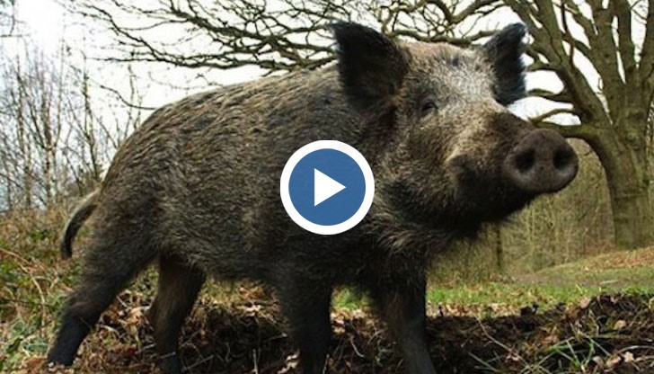 Животното помита всичко по пътя си, след което се изнизва в гората