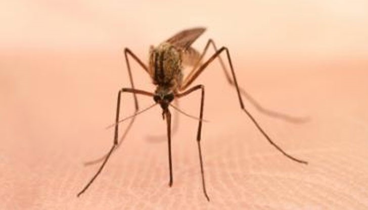Най-голямата тревога на епидемиолозите тази година са комарите