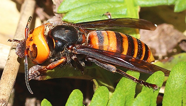 Животът му е спасен от екип на Спешна помощ