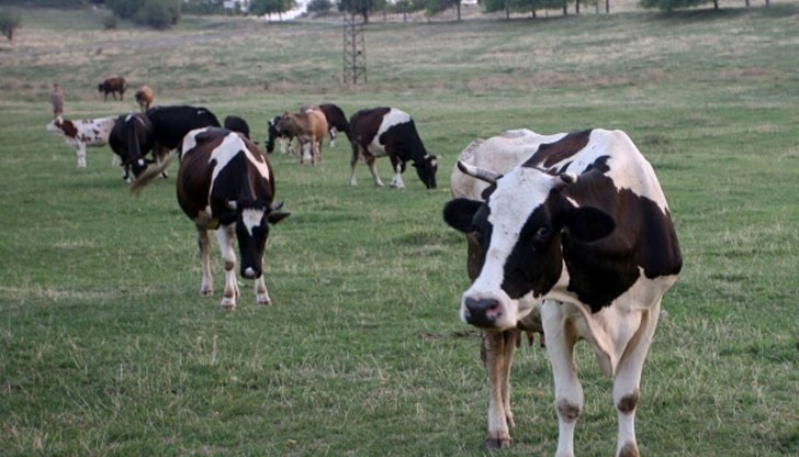 Умрели са 4 говеда, като първоначалните лабораторни резултати сочат, че смъртта им се дължи на антракс