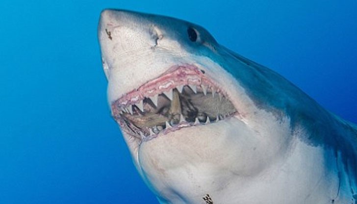 Интимно с най-големите бели акули в света