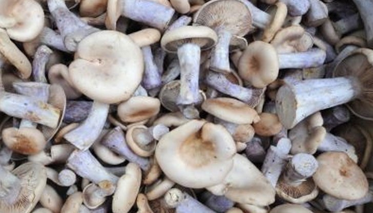 БАБХ спряха продажбата на гъбите в търговската верига, след като семейство се натрови през юни