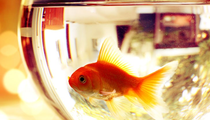 Държани в единачество в бокала, те са извадени извън естествената си среда, тъй като обикновено живеят на цели пасажи