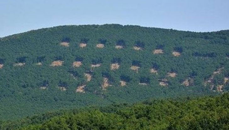 Фирмите, които извършват сечта, са близки до Мюмюн Искендер и партията Фирмите, които извършват сечта, са близки до Мюмюн Искендер и партията