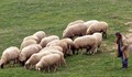 Пастири се млатят с геги в Русенско