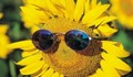 Каква полза имат слънчогледите да се обръщат към слънцето?