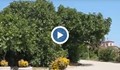 250-годишна смокиня расте край Царево