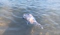 Морето изхвърля нови трупове на делфини