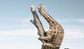 Жираф умря от страх на път към невестата си