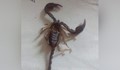 Скорпиони "атакуваха" Бургас