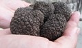 Горските трюфели у нас са на изчезване