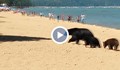 Мечки се разхождат по плажа и се изкъпаха сред туристите