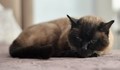 Почина най-възрастното коте в България