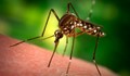 Жена почина след ухапване от комар