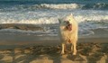 Застреляха домашно куче на варненски плаж