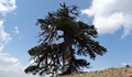 Откриха най-старото дърво в Европа