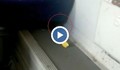 Мишка се разхожда сред ужасна смрад и мръсотия във влака София- Бургас