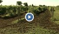 В Русе създадоха нови сортове грозде