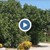 250-годишна смокиня расте край Царево