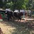 10 крави се "заиграха" на детска площадка в София