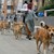 100 кучета разкъсаха до смърт жена на улицата