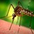 Жена почина след ухапване от комар