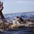 Морето взе жертва край Слънчев бряг Морето взе жертва край Слънчев бряг