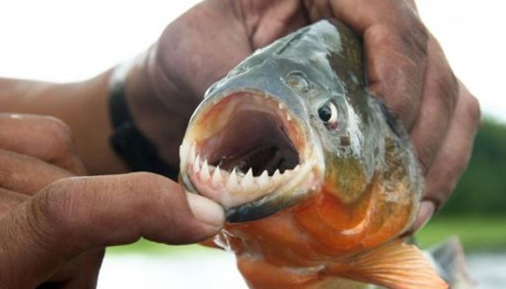 Южноамериканската риба започнала да се хваща на въдиците на рибари от Мичиган