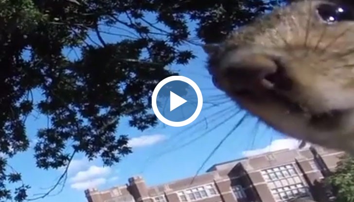 Катерицата не е толкова добър оператор и изпуска техниката