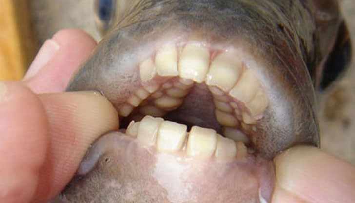 Екзотичната зъбата риба може да строши ядки, да дъвчи зеленчуци и плодове