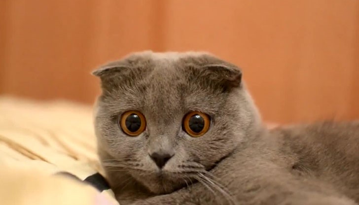 Животинчето се спотаило в празнина до акумулатора Животинчето се спотаило в празнина до акумулатора