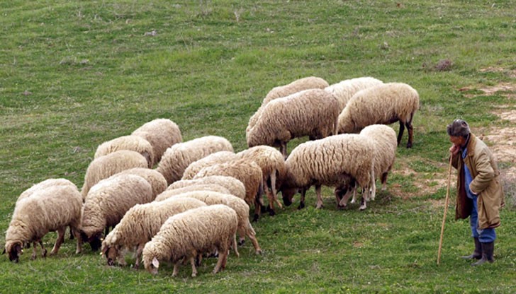 29-годишен пастир бере душа в болница 29-годишен пастир бере душа в болница